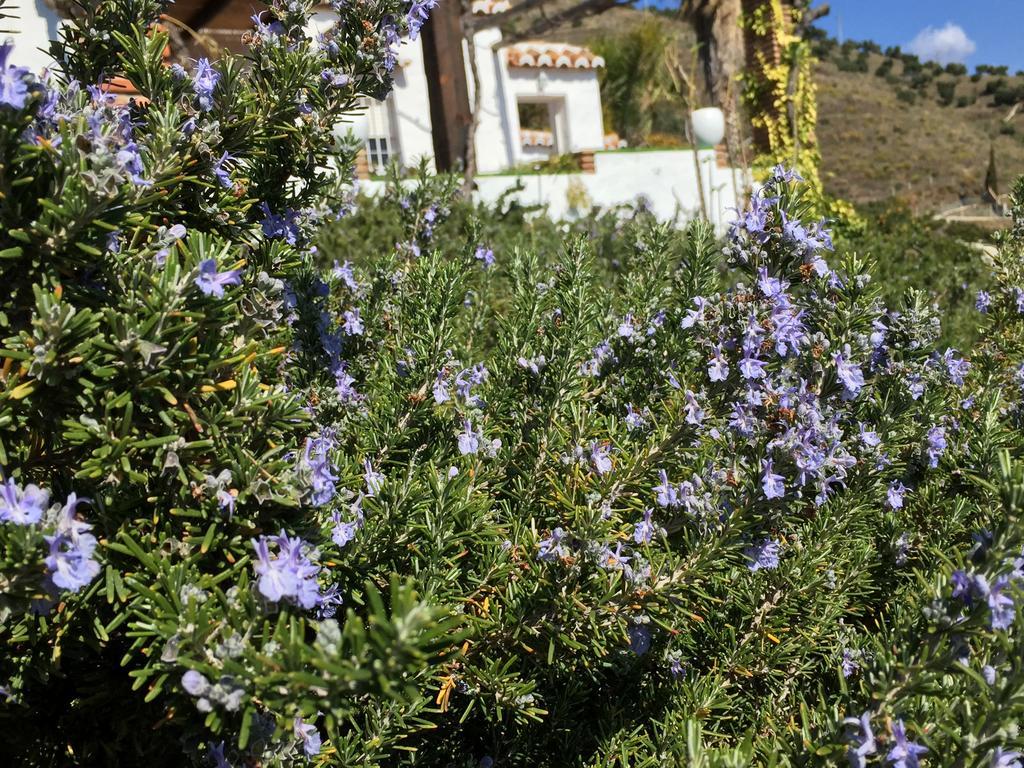 La Casa Del Burro Acomodação com café da manhã Nerja Exterior foto
